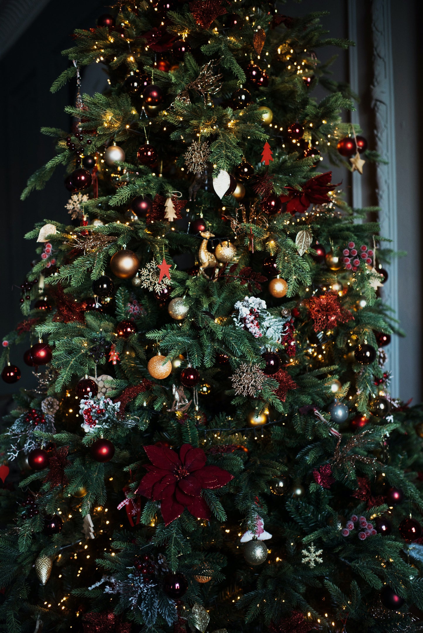 Fraser Fir Christmas Tree